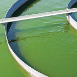 algae in a metal turbine