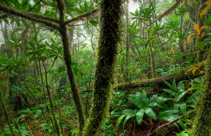 Canopy in the Clouds rain forest scene