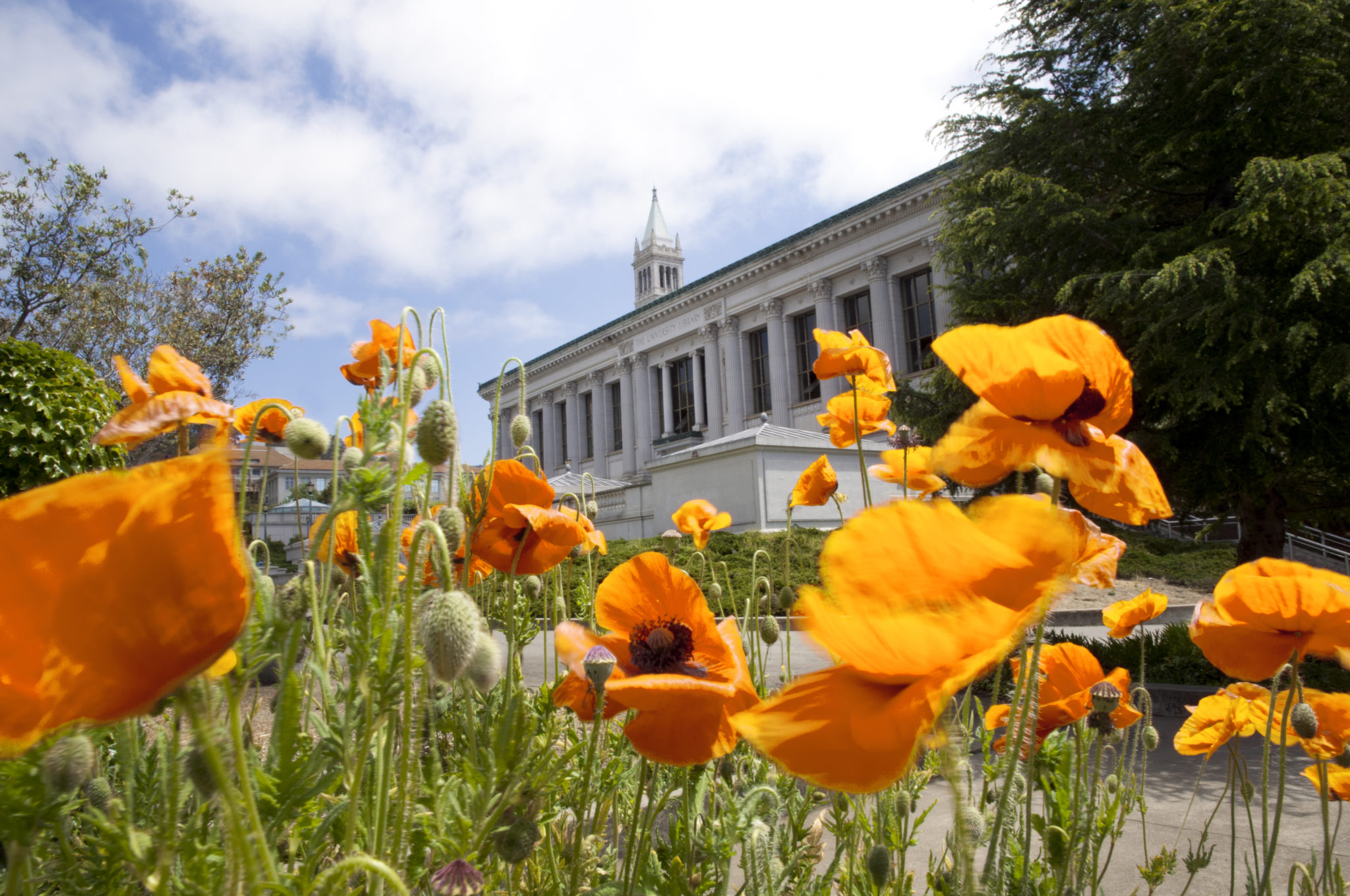 Campus with Claifornia poppies