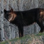 Photo of a black wolf