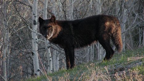 Photo of a black wolf