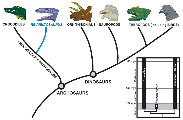 Rearranged pedigree: the evolutionary tree of dinosaurs and crocodiles, showing that Revueltosaurus is not a “bird-hipped” dinosaur, as people had assumed from its plant-munching teeth, but a dead-end offshoot of the line leading to crocodiles.