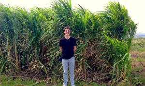 Daniel Sanchez at a test plot of Giant King Grass — a hybrid energy crop — for a biomass power plant in Nicaragua.