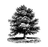 Teagle Foundation tree logo