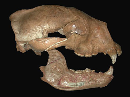 A 20,000-year-old fossil skull