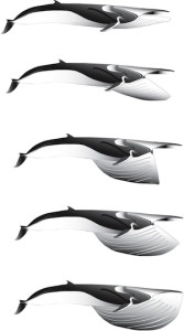 Illustration: This sequence shows the six-second feeding lunge of a fin whale, which can carry it 35 feet forward, letting it collect approximately 25 pounds of krill — and a volume of water equal to a school bus. (graphic: Jeremy Goldbogen and Nicholas Pyenson)