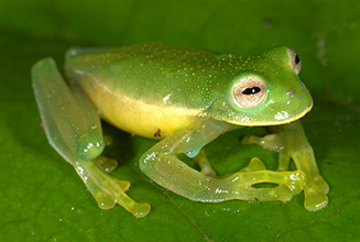 Photo of a green frog
