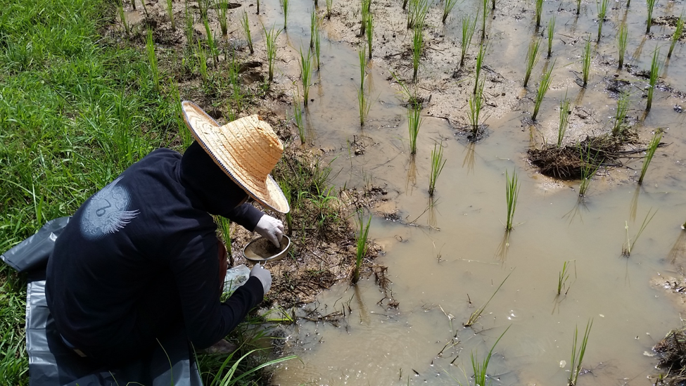 Collecting snails from a rice paddy to test for liver flukes. About 1 in 500 snails is infected.