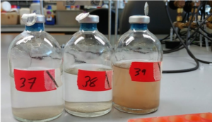 An example of the miniature microbial ecosystems, full of nutrients change color from clear (two left bottles) to reddish-brown (right) due to the removal of iodate from the liquid. 