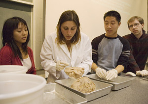 Berkeley neuroanatomy graduate student. Use it or lose it: neuroanatomist Aubrey Gilbert conducts a mind- bending tour through the brain, which somehow does so much more than the hunk of ground beef it resembles.