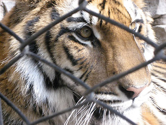 Image of a tiger behind gate