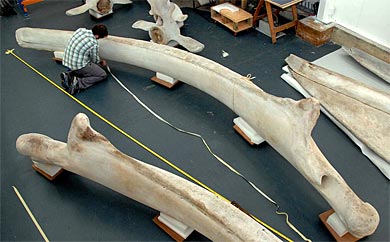 Scale objects: Nick Pyenson, upper left, measures the jawbone of a Blue Whale (also a member of the baleen group) at the Canterbury Museum in Christchurch, New Zealand. (photo: R. Ewan Fordyce)
